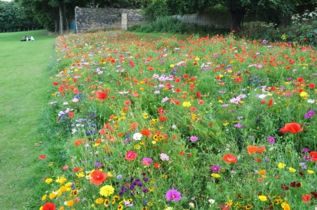 Leeds -the Euroflor Rainbow urban flower meadow mixture sown by Leeds Council