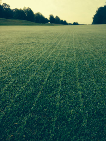 Golf green overseeded with AberMajesty