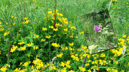 Hexham A natural area attracting insects and wildlife and inset orchids