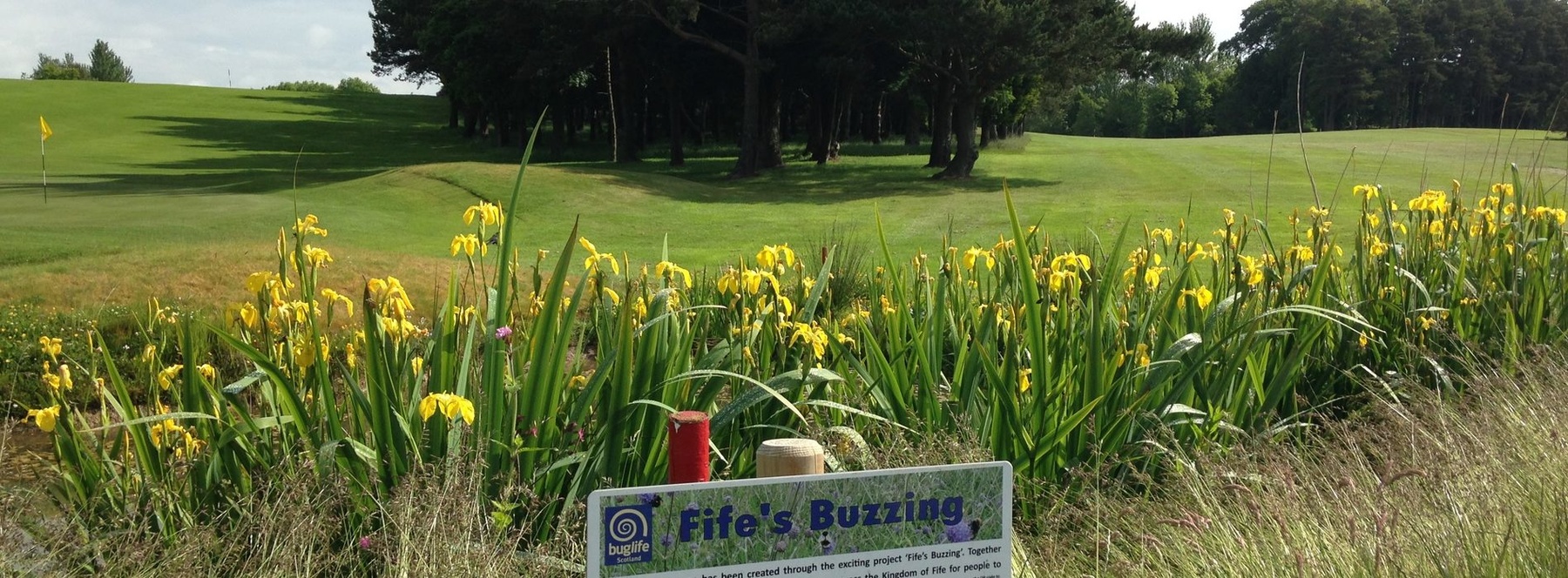 Fife Golf Trust Fife’s Buzzing project to encourage pollinators and enhance biodiversity