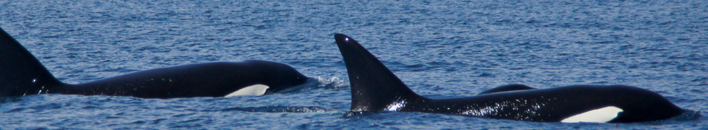 ORCA header