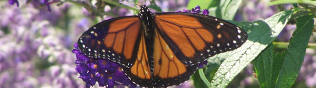 Monarch crop from Audubon