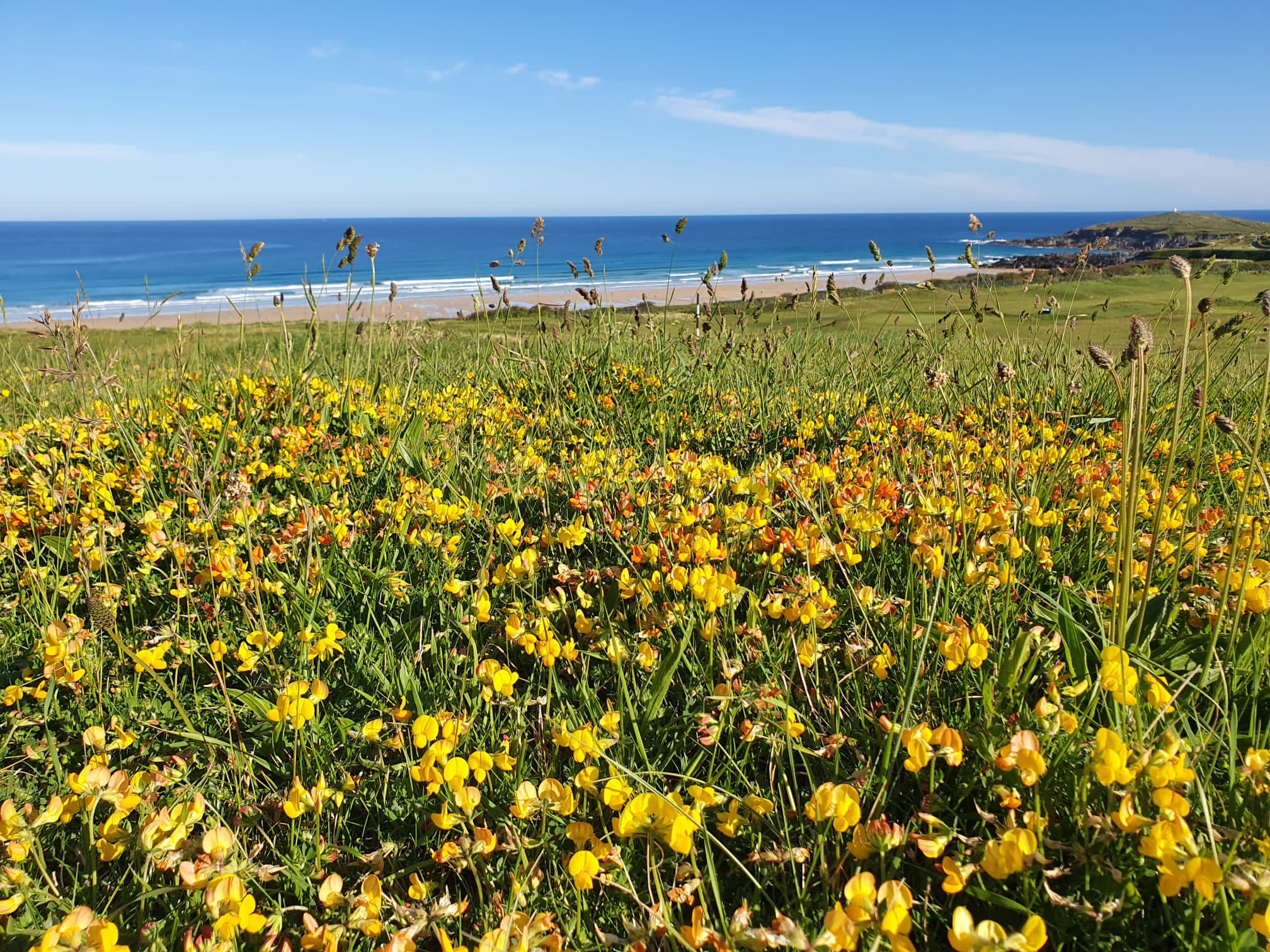 Newquay Golf Club out of play areas positively managed as attarctive habitats for pollinators