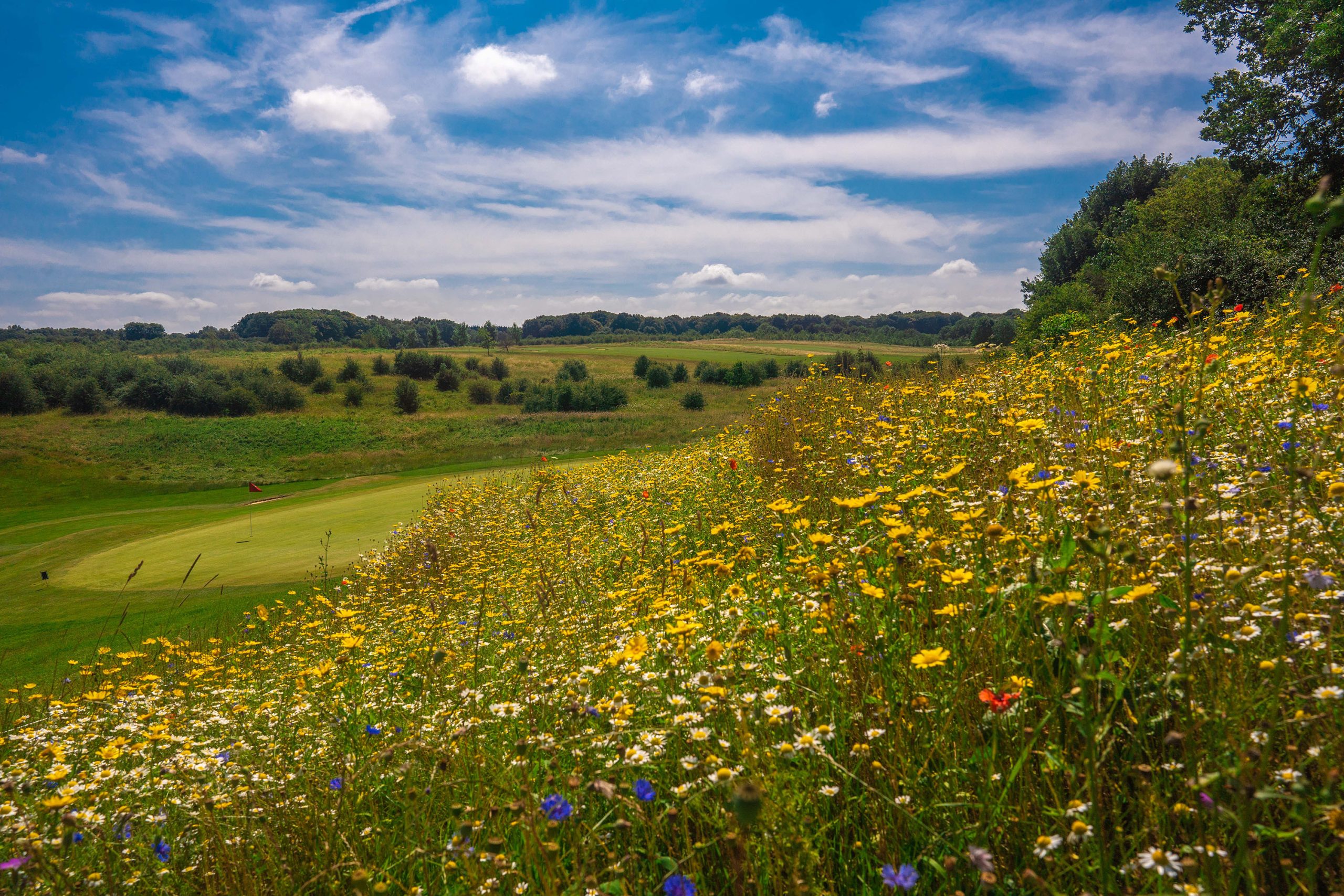 Wildflowers enrich the Farleigh Golf Club environment for players mr